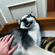 boldogdani11