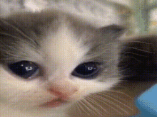 cat-hehe-cat.gif